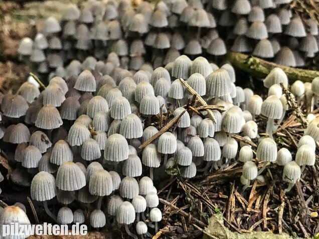 Gesäter Tintling, Coprinellus disseminatus