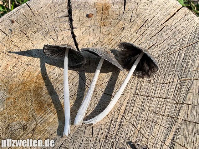 Hasenpfote, Coprinopsis lagopus