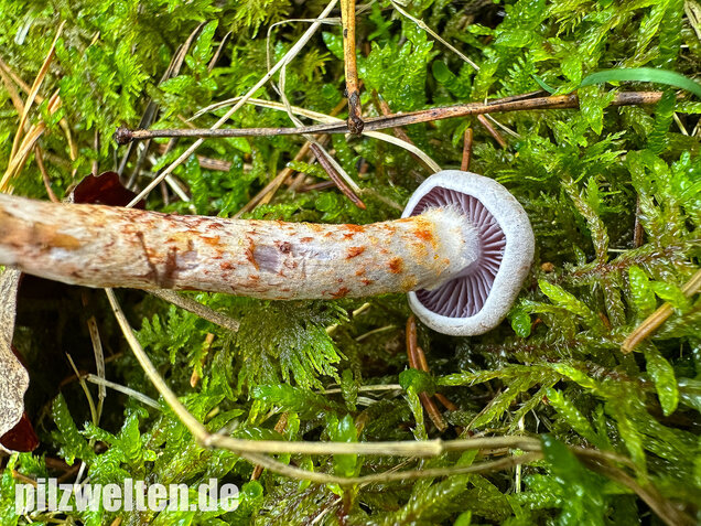 Kupferschuppiger Dickfuß, Cortinarius spilomeus