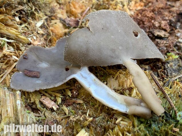 Langstielige Becherlorchel, Helvella macropus