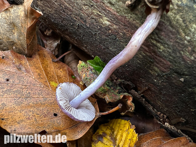Violetter Risspilz, Lilaseidiger Risspilz, Inocybe violacea