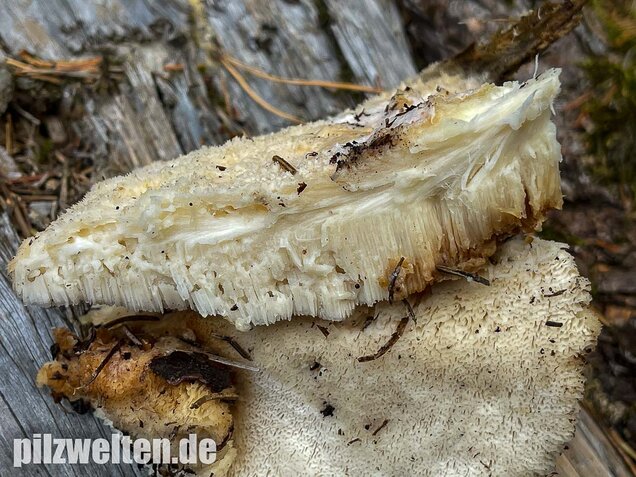 Nördlicher Porling, Climacocystis borealis