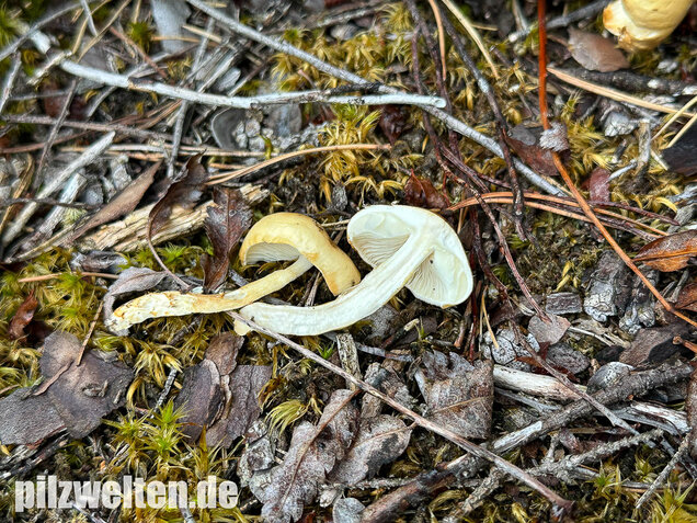 Ockergelber Schleimschirmling, Zhuliangomyces ochraceoluteus