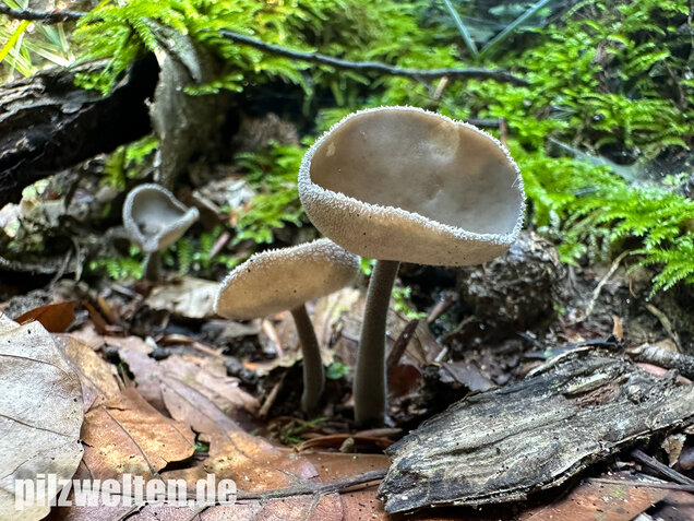 Langstielige Becherlorchel, Grauer Langfüßler, Helvella macropus