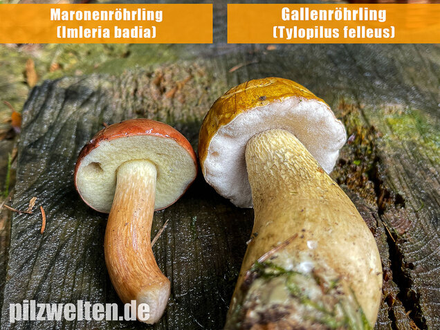 Gallenröhrling, Bitterling, Bitterpilz, Tylopilus felleus