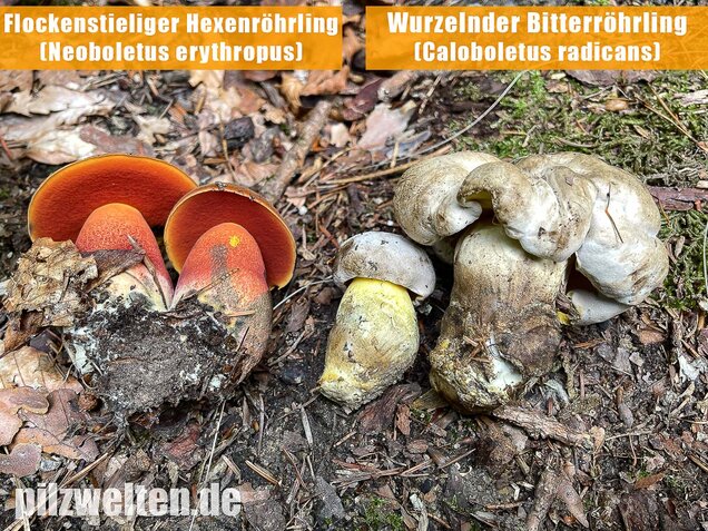 Wurzelnder Bitterröhrling, Caloboletus radicans