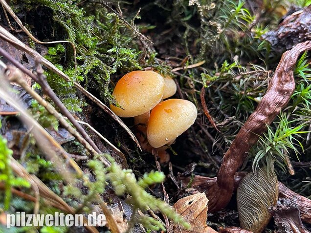 Rauchblättriger Schwefelkopf, Hypholoma capnoides
