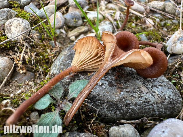 Becherförmiger Nabeling, Omphalina pyxidata