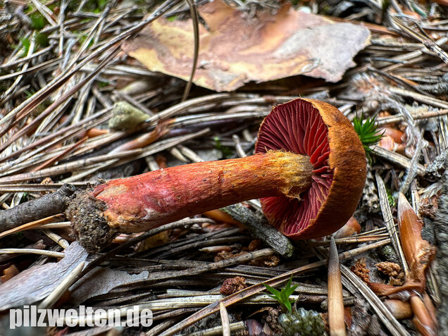 Rotgenatterter Hautkopf, Purpurbrauner Hautkopf, Cortinarius purpureus