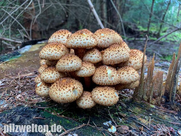 Sparriger Schüppling, Pholiota squarrosa