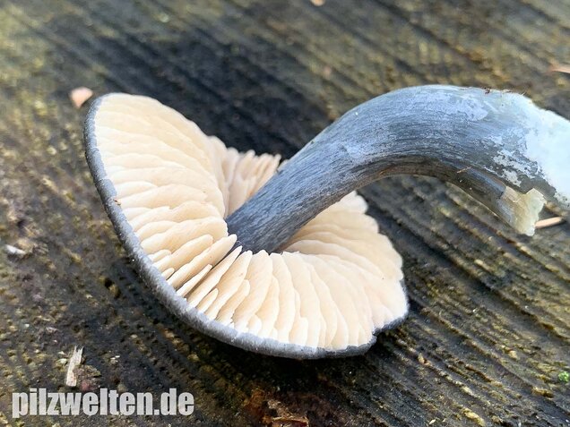 Stahlblauer Rötling, Entoloma nitidum