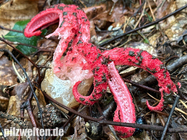 Tintenfischpilz, Clathrus archeri