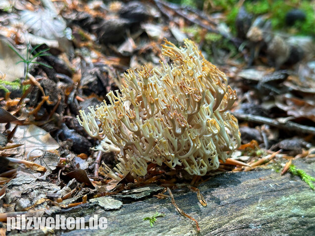 Verzweigte Becherkoralle, Artomyces pyxidatus