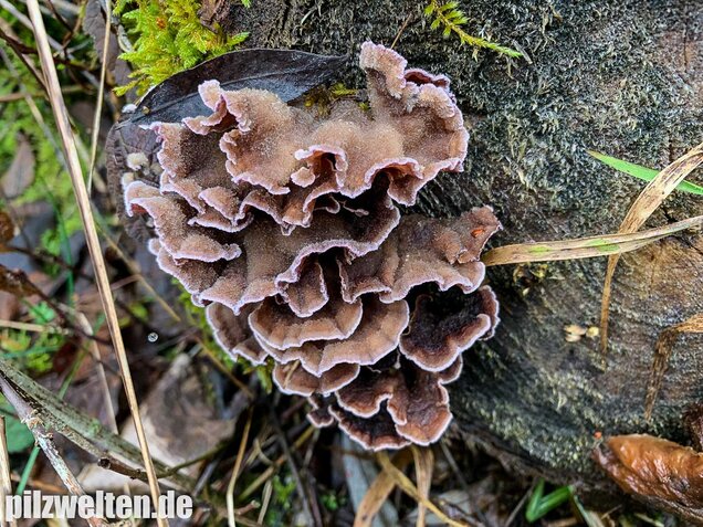 Violetter Knorpelschichtpilz, Chondrostereum purpureum