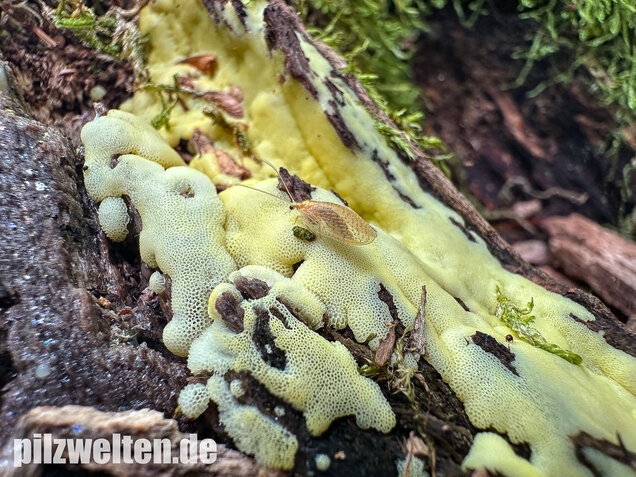 Weißgelbes Netzpolster, Ceratiomyxa porioides