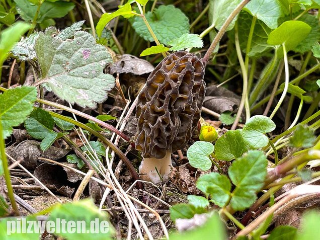Spitzmorchel, Morchella elata, Morchella conica