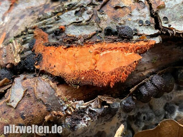 Zinnoberrote Tramete, Pycnoporus cinnabarinus