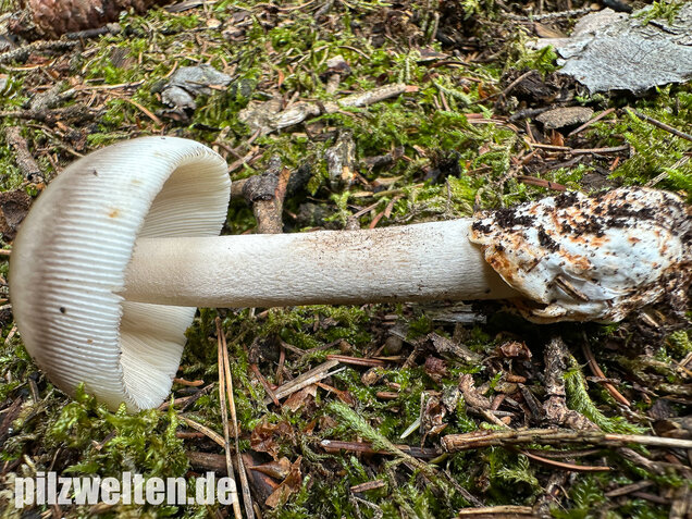 Zweifarbiger Scheidenstreifling, Unterteilter Streifling, Amanita battarrae