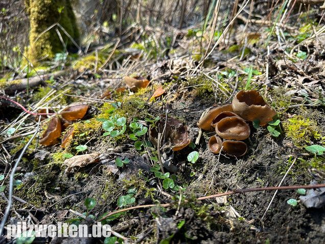 Morchelbecherling, Disciotis venosa
