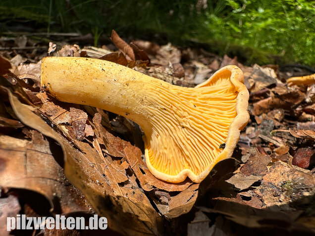 Blasser Pfifferling, Laubwaldpfifferling, Cantharellus pallens