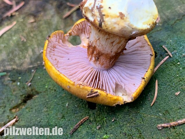 Blaublättriger Klumpfuß, Cortinarius callochrous