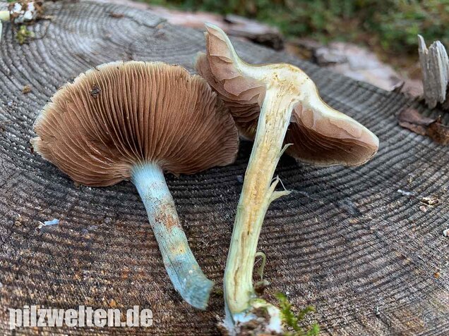 Blauer Träuschling, Stropharia caerulea