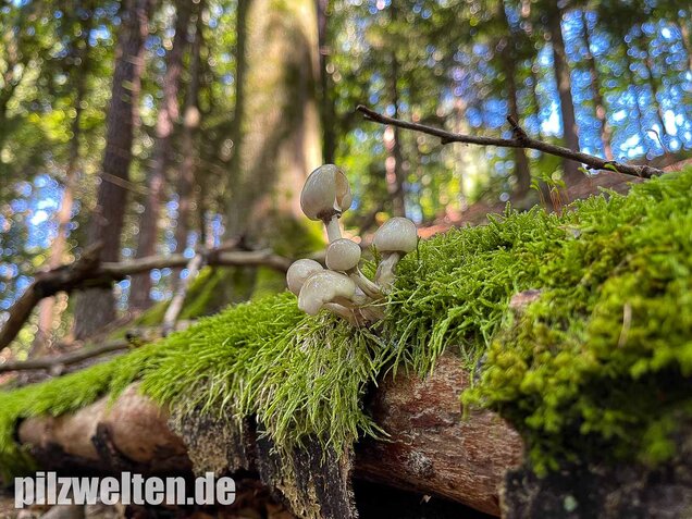 Buchenschleimrübling, Mucidula mucida