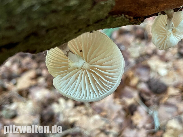 Buchenschleimrübling, Mucidula mucida
