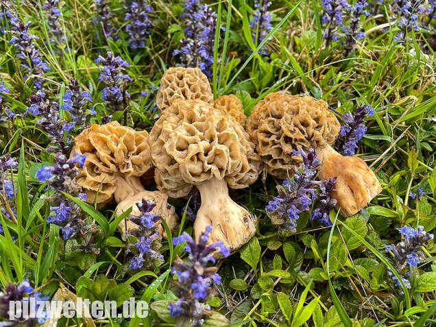 Dickfüßige Speisemorchel, Morchella crassipes