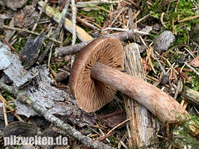 Dunkelbrauner Gürtelfuß, Cortinarius brunneus