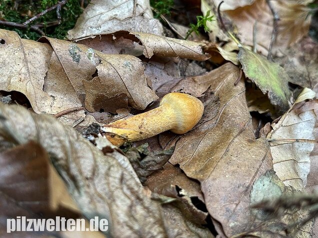 Filziger Gelbfuß, Chroogomphus helveticus