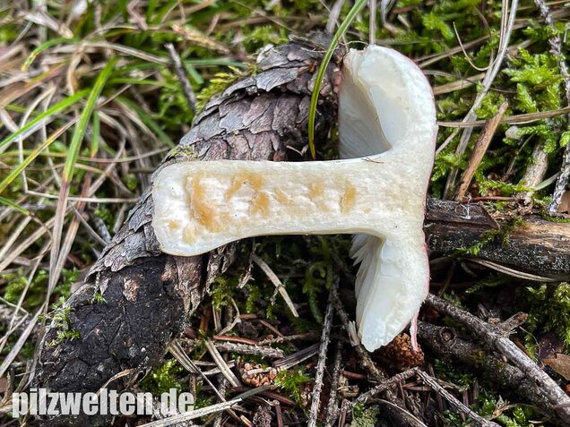 Heringstäubling, Fleischfarbener Heringstäubling, Russula xerampelina