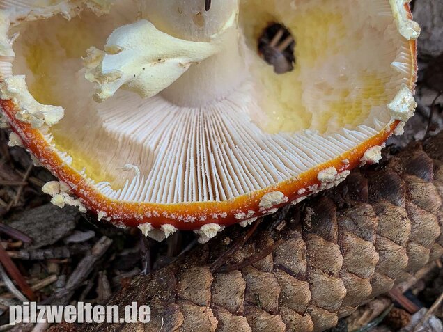 Fliegenpilz, Amanita muscaria