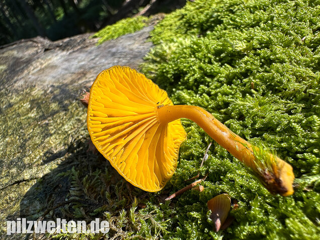 Gelbblättriger Holznabeling, Chrysomphalina chrysophylla