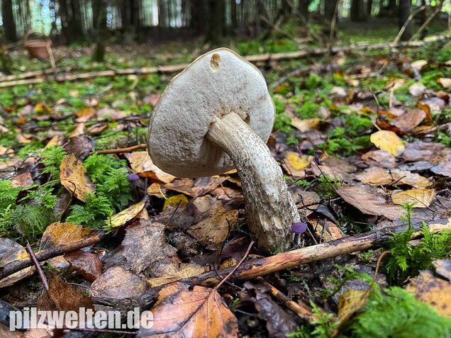 Birkenpilz, Leccinum scabrum