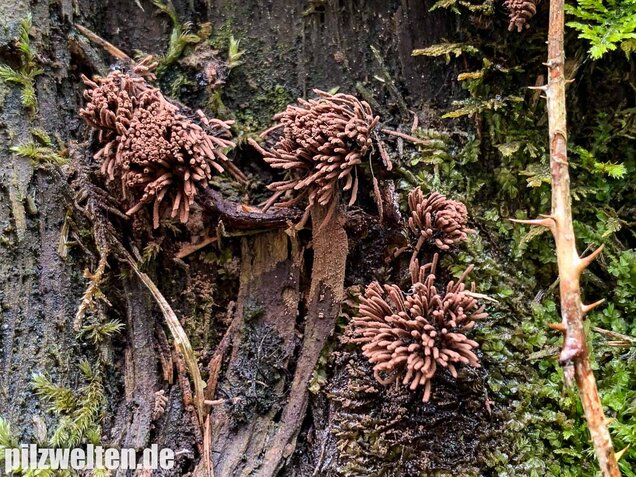 Gemeines Fadenkeulchen, Stemonitis axifera
