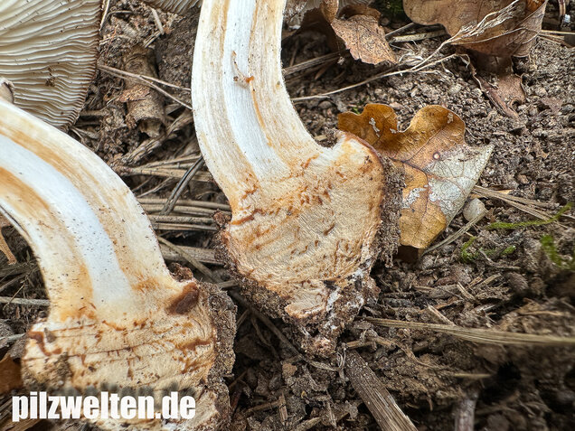Gerandetknolliger Safranschirmling, Chlorophyllum brunneum