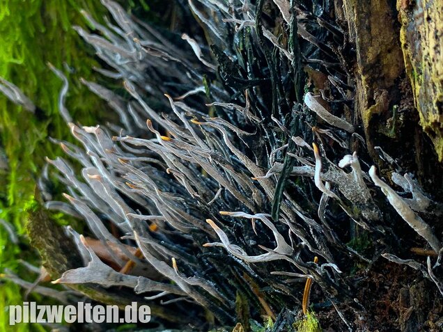 Geweihförmige Holzkeule, Xylaria hypoxylon