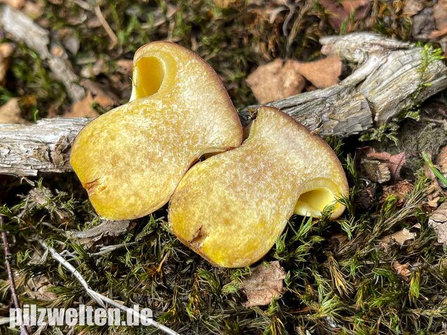 Goldröhrling, Suillus grevillei