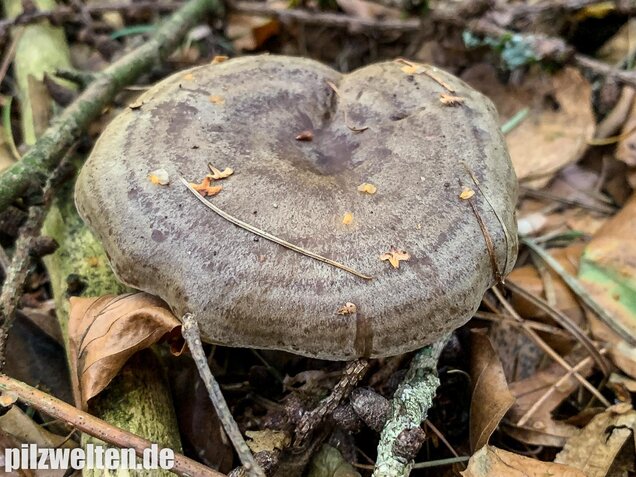 Graugrüner Milchling, Lactarius blennius