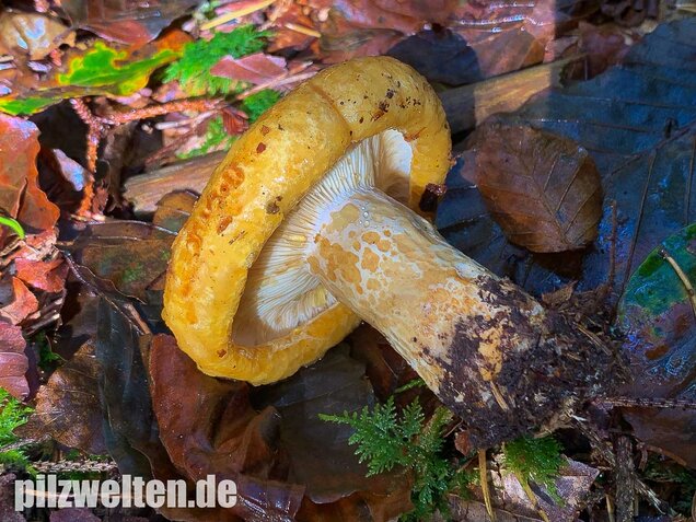 Grubiger Milchling, Lactarius scrobiculatus