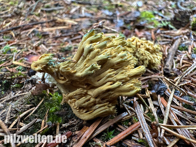 Grünfleckige Fichtenkoralle, Phaeoclavulina abietina