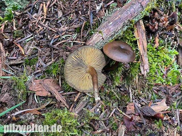 Gurkenschnitzling, Macrocystidia cucumis