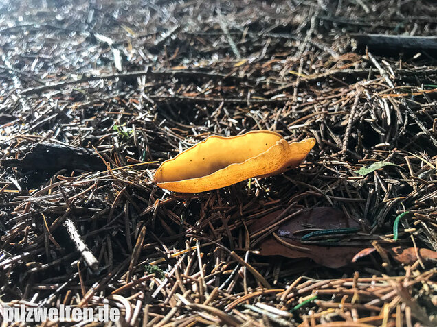 Hasenohrbecherling, Otidea leporina