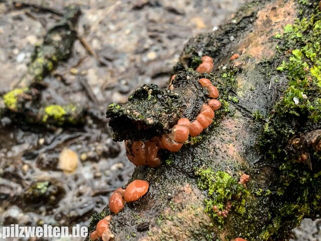 Kirschbaum-Kraterpilz, Craterocolla cerasi