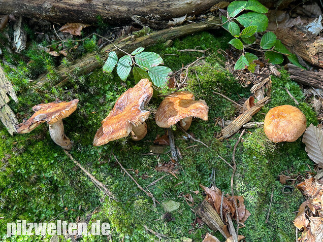 Morsetäubling, Marzipantäubling, Russula illota