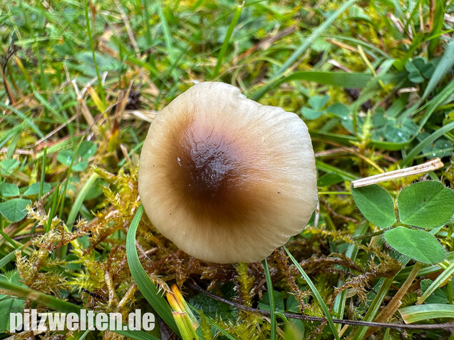 Ockerblasser Jungfernellerling, Cuphophyllus ochraceopallidus