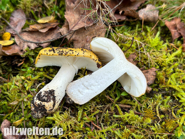 Ockergelber Täubling, Zitronentäubling, Russula ochroleuca