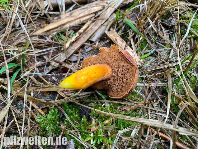 Pfefferröhrling, Chalciporus piperatus