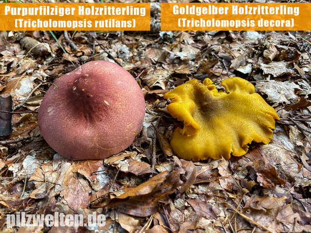 Goldgelber Holzritterling, Tricholomopsis decora